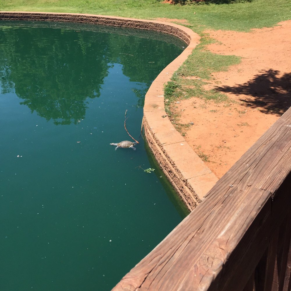 Turtles in the fishing pond! Turtles in the fishing pond!