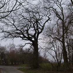 Scharfenberg