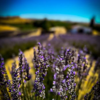Hambly Lavender Farm - Lavender - Farms Near Me - San Miguel, California Hambly Lavender Farm - Lavender - Farms Near Me - San Miguel, California