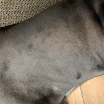 Julian's Pet Grooming - These photos are my dog after I asked them to fix his hair - Pet Sitting Near Me - El Paso, Texas Julian's Pet Grooming - These photos are my dog after I asked them to fix his hair - Pet Sitting Near Me - El Paso, Texas