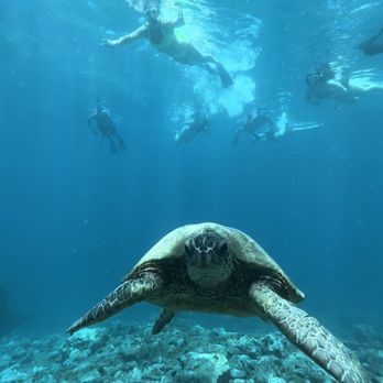 Zephyr Maui - Turtle + group pic - Snorkeling Near Me - Kihei, Hawaii Zephyr Maui - Turtle + group pic - Snorkeling Near Me - Kihei, Hawaii