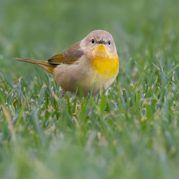 San Joaquin Marsh Wildlife Sanctuary - Common Yellowthroat (female) | IG @moniquedao - Parks Near Me - Irvine, California San Joaquin Marsh Wildlife Sanctuary - Common Yellowthroat (female) | IG @moniquedao - Parks Near Me - Irvine, California