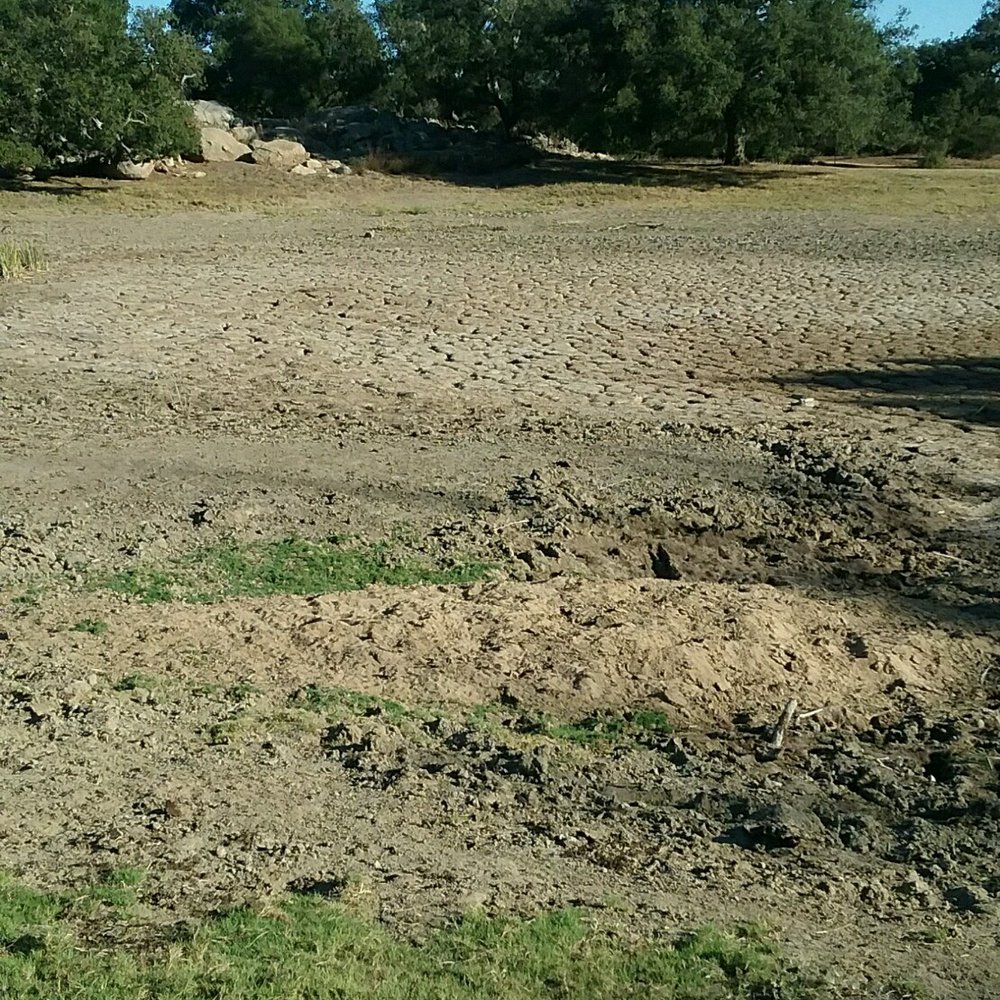 Ramona Grasslands Preserve - The pond dried up again. - Hiking Near Me - Ramona, California Ramona Grasslands Preserve - The pond dried up again. - Hiking Near Me - Ramona, California