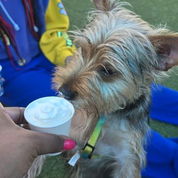 Ruff Canine Club - Enjoying a pup cup after a quick run - Beer Bar Near Me - Richmond, Virginia Ruff Canine Club - Enjoying a pup cup after a quick run - Beer Bar Near Me - Richmond, Virginia