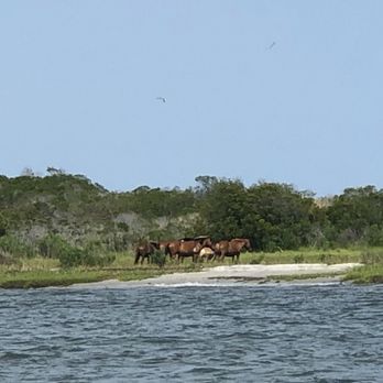 Tipsy Tikis - a group of horses walking along the shore - Boat Tours Near Me - Ocean City, Maryland Tipsy Tikis - a group of horses walking along the shore - Boat Tours Near Me - Ocean City, Maryland