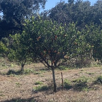 The Orange Shop - Orange Groves - Fruits & Veggies Near Me - Citra, Florida The Orange Shop - Orange Groves - Fruits & Veggies Near Me - Citra, Florida
