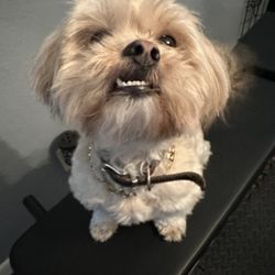 Texas Coalition for Animal Protection - Garland