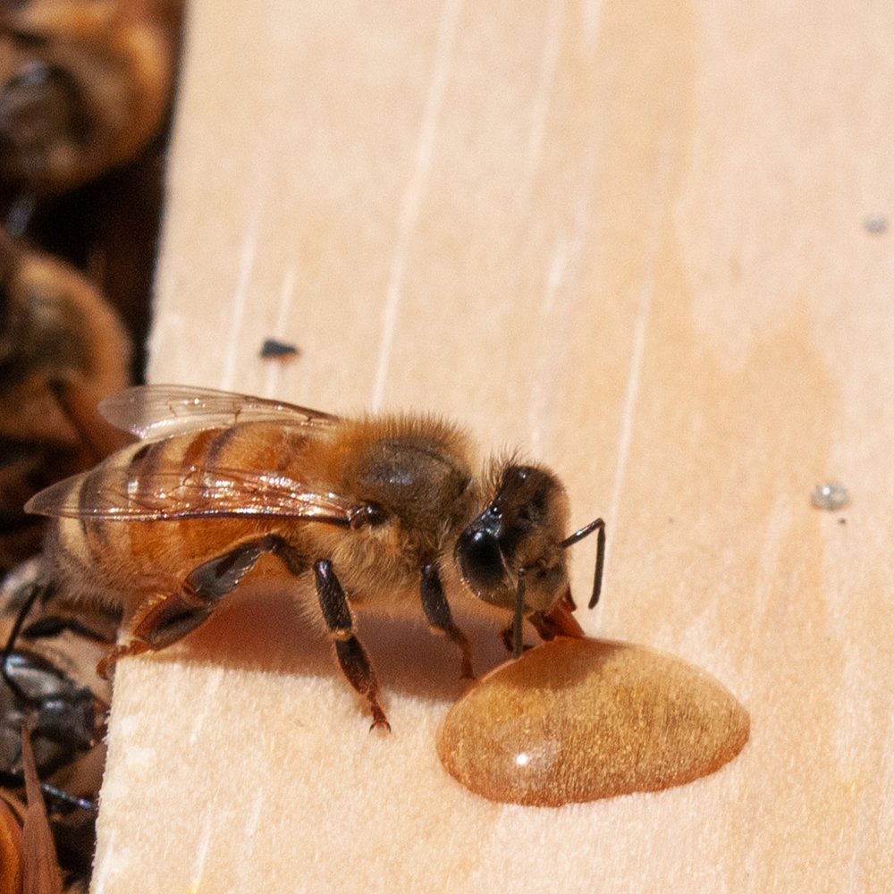 Sand and Pine Suburban Farm and Apiary - beekeeping in Toms River, NJ