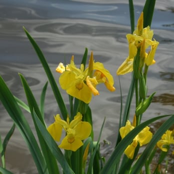 Kiessee - Sumpfblume - Hotels & Travel Near Me - Göttingen, NI