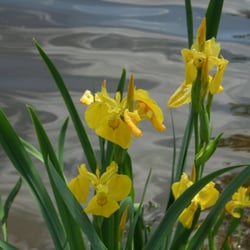 Kiessee - Sumpfblume