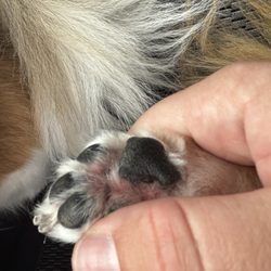 Salty Dog Grooming - My dogs paw the grooming shop owner claims it dry skin and has nothing to do with the groomer cutting his hair near his paw pad.