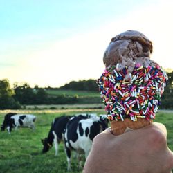 Crystal Spring Farm - Ice cream , sunny day