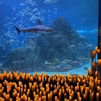Adventure Aquarium - Candlelights & Sharks - Aquariums Near Me - Camden, New Jersey Adventure Aquarium - Candlelights & Sharks - Aquariums Near Me - Camden, New Jersey