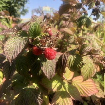Earthbound Farm Stand - A raspberry from the raspberry patch. - Organic Stores Near Me - Carmel, California Earthbound Farm Stand - A raspberry from the raspberry patch. - Organic Stores Near Me - Carmel, California
