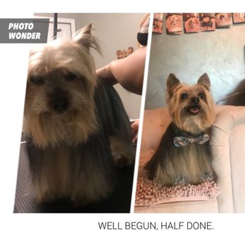 Star Dog Salon - handsome boy - Pet Groomers Near Me - Gainesville, Virginia Star Dog Salon - handsome boy - Pet Groomers Near Me - Gainesville, Virginia
