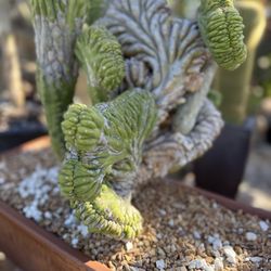 California Cactus Center