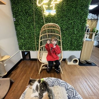 Cat Zen Cafe and Lounge - Pet Adoption Near Me - Saint Charles, Missouri