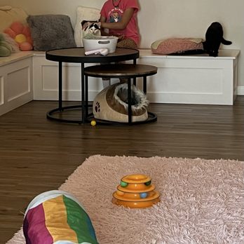 Tabby & Fidos - Themed Cafes Near Me - Bowling Green, Ohio