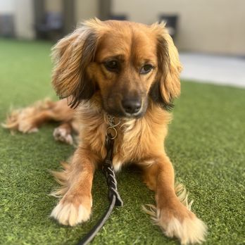 Snug Pet Resort - Veterinarians Near Me - San Diego, California