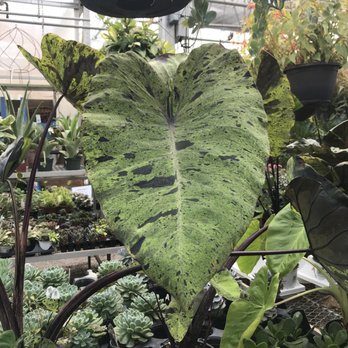 Suncrest - colocasia mojito!!!!!! - Nurseries & Gardening Near Me - Peninsula, Ohio