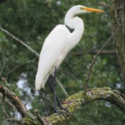Johnny Panther Quests - Great egrets are common