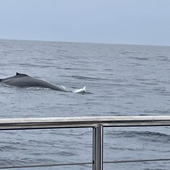 Gemini Sailing Charters - Mom - Boating Near Me - Lahaina, Hawaii Gemini Sailing Charters - Mom - Boating Near Me - Lahaina, Hawaii