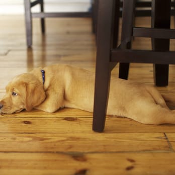 Oxi Fresh Carpet Cleaning - Hardwood Floors - Carpet Cleaning Near Me Oxi Fresh Carpet Cleaning - Hardwood Floors - Carpet Cleaning Near Me