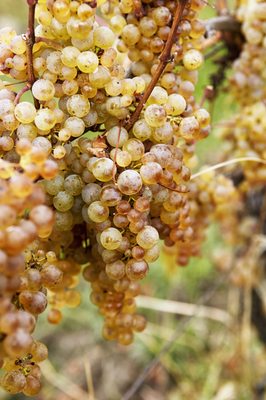 Hermann J. Wiemer Vineyard by null