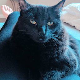 Our Geekitty alum Neffy! Our Geekitty alum Neffy!