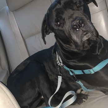 Camp Bow Wow - Rocky - Pet Sitting Near Me - Philadelphia, Pennsylvania Camp Bow Wow - Rocky - Pet Sitting Near Me - Philadelphia, Pennsylvania