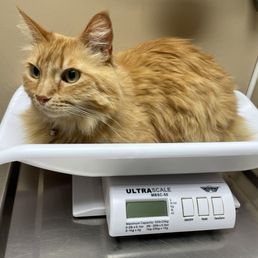 Le Rouge at the vet
