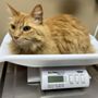 Photo of Rancho Bernardo Veterinary Clinic