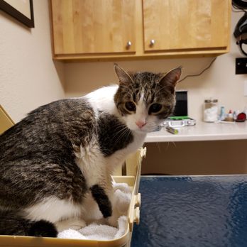 Eye Care for Animals - Pewaukee - Chakotay at age 19 seems to have some serious eye issues. Maybe he's tired of what he sees in America. - Veterinarians Near Me - Pewaukee, Wisconsin Eye Care for Animals - Pewaukee - Chakotay at age 19 seems to have some serious eye issues. Maybe he's tired of what he sees in America. - Veterinarians Near Me - Pewaukee, Wisconsin