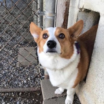 Rexpointe Kennels - Pet Sitting Near Me - Troy, Michigan