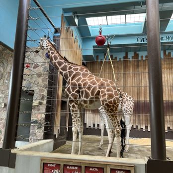 Milwaukee County Zoo - 5/16/2025 - New giraffe enclosure bldg. these animals were so majestic and beautiful! I hope they get proper stimulation and care. - Zoos Near Me - Milwaukee, Wisconsin
