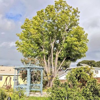 Lucero Tree Service - Before - Tree Services Near Me Lucero Tree Service - Before - Tree Services Near Me