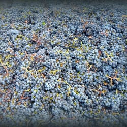 WineGirl Wines