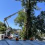Photo of Youngs River Tree Service