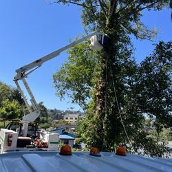 Youngs River Tree Service