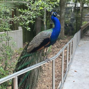 Santa Fe College Teaching Zoo - Zoos Near Me - Gainesville, Florida