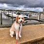 Photo of Mr Woof Dog Care