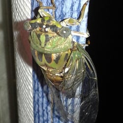 McKinney Campground - Cicada on the awning