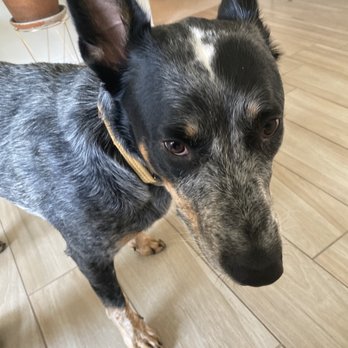 Fur Buddies Training and Pet Services - Pet Sitting Near Me Fur Buddies Training and Pet Services - Pet Sitting Near Me