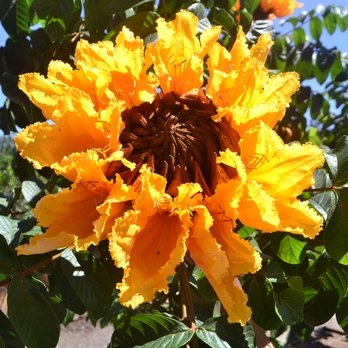 Moon Valley Nurseries - Tree Services Near Me - Irvine, California Moon Valley Nurseries - Tree Services Near Me - Irvine, California