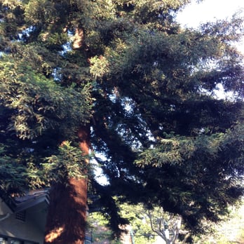 Tavares Tree Services - Passers by actually comment on how good it looks! - Tree Services Near Me - Oakland, California Tavares Tree Services - Passers by actually comment on how good it looks! - Tree Services Near Me - Oakland, California