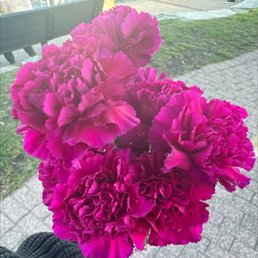 Carnations