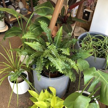 Ground - Nurseries & Gardening Near Me - Belvedere, California