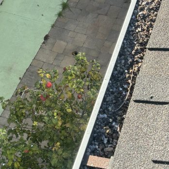 Rainier Exterior Cleaning  - our gutter was FULL of poop and debris - years of buildup from previous owners neglecting it. - Gutter Services Near Me