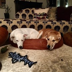 4 Paws Farewell Mobile Pet Hospice and Home Euthanasia - Blizzard and Tigger, together forever