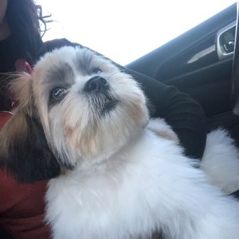 Shear Ecstasy Pet Grooming - Pet Groomers Near Me - Glendale, Arizona Shear Ecstasy Pet Grooming - Pet Groomers Near Me - Glendale, Arizona
